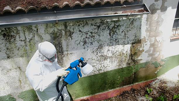Top rated local Attic Mold Remediation specialists in Henderson, TN